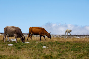 cows in the field in the carpathian mountains