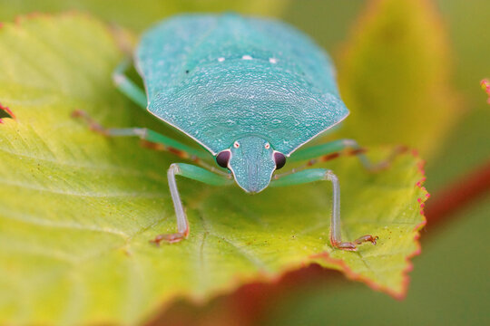Closeup on a light blue adult Southern green shieldbug, Nezara virudula
