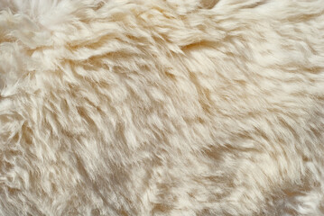 Sheep wool fabric texture. White wool close up.