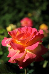 red rose in garden