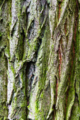 Tronc d'arbre