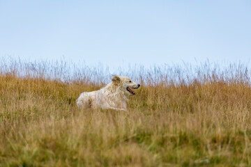 A romanian shepherd in the carpathian