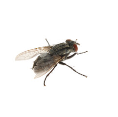 Fototapeta na wymiar One common black fly on white background