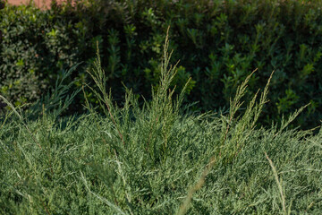Blooming garden. A flower bed with bright shrubs and trees. Backyard lawn.