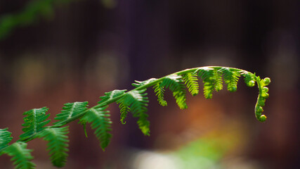 Fougères vertes dans la forêt des Landes de Gascogne, en période printanière