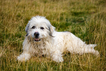 A romanian shepherd in the carpathian
