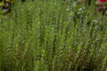 Blooming garden. A flower bed with bright shrubs and trees. Backyard lawn.