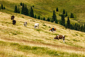 cows in the field in the carpathian mountains