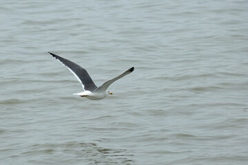 Larus melanocephalus - Mediterranean Gull, Adult Winter Plumage