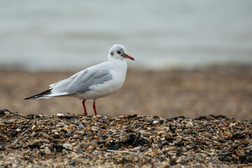 Larus melanocephalus - Mediterranean Gull, Adult Winter Plumage