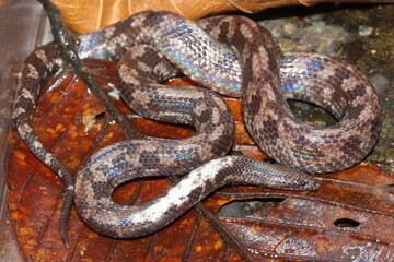  Bornean Spine-jawed Snake - Xenophidion acanthognathus in natural habitat