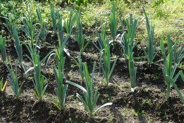 Obraz premium Rangs de poireaux dans un jardin en été