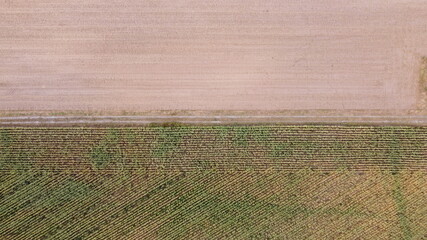 Aerial shot of mais field and harvested field splitted by path