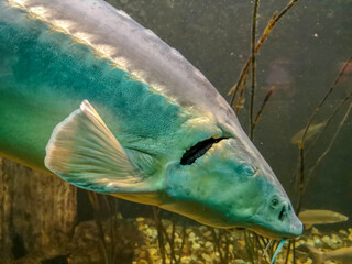 sturgeon fish is in the aquarium