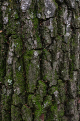 bark of a tree texture