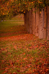 autumn in the park