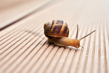 A slow snail crawls through the road. Animals in the wild backgrounds