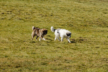 Obraz premium A romanian shepherd in the carpathian