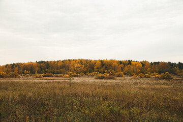 Fototapeta premium Autumn forest, landscape with beautiful trees. Yellow leaves, October, autumn nature