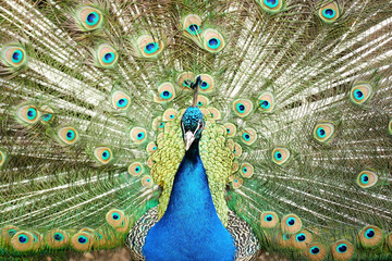 Obraz premium Close-up peacock with a wide colorful tail. Animals backgrounds and textures