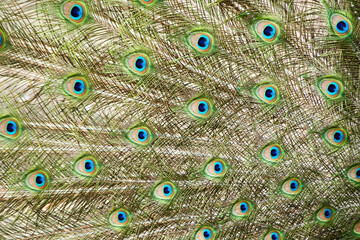 Obraz premium Bright colorful peacock tail texture. Animals backgrounds and patterns