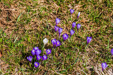 Obergrenchenberg, Wandfluh, Hochebene, Wiese, Frühlingsblumen, Krokus, Blumen, Grenchenberg, Jura,...