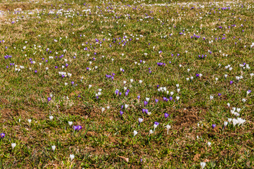 Fototapeta premium Obergrenchenberg, Wandfluh, Hochebene, Wiese, Frühlingsblumen, Grenchenberg, Jura, Jurasüdfuss, Wanderweg, Untergrenchenberg, Solothurn, Alpen, Mittelland, Aare, Frühling, Schweiz