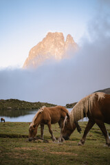 Group of horses grazing on the shore of Ayous Lake in Pyrenees during a cloudy day with iconic Midi d'Ossau in the background