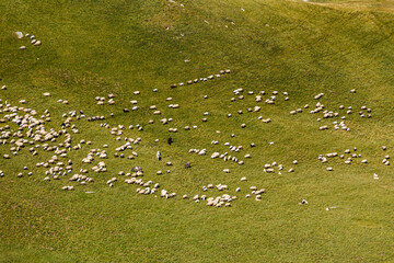A herd of sheep in the carpathian of romania