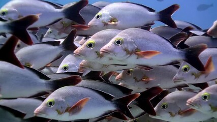 A flock school of tropical fish on the reef in search of food. Amazing, beautiful underwater marine life world of sea creatures in Red Sea. Scuba diving and tourism.