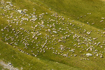 A herd of sheep in the carpathian of romania