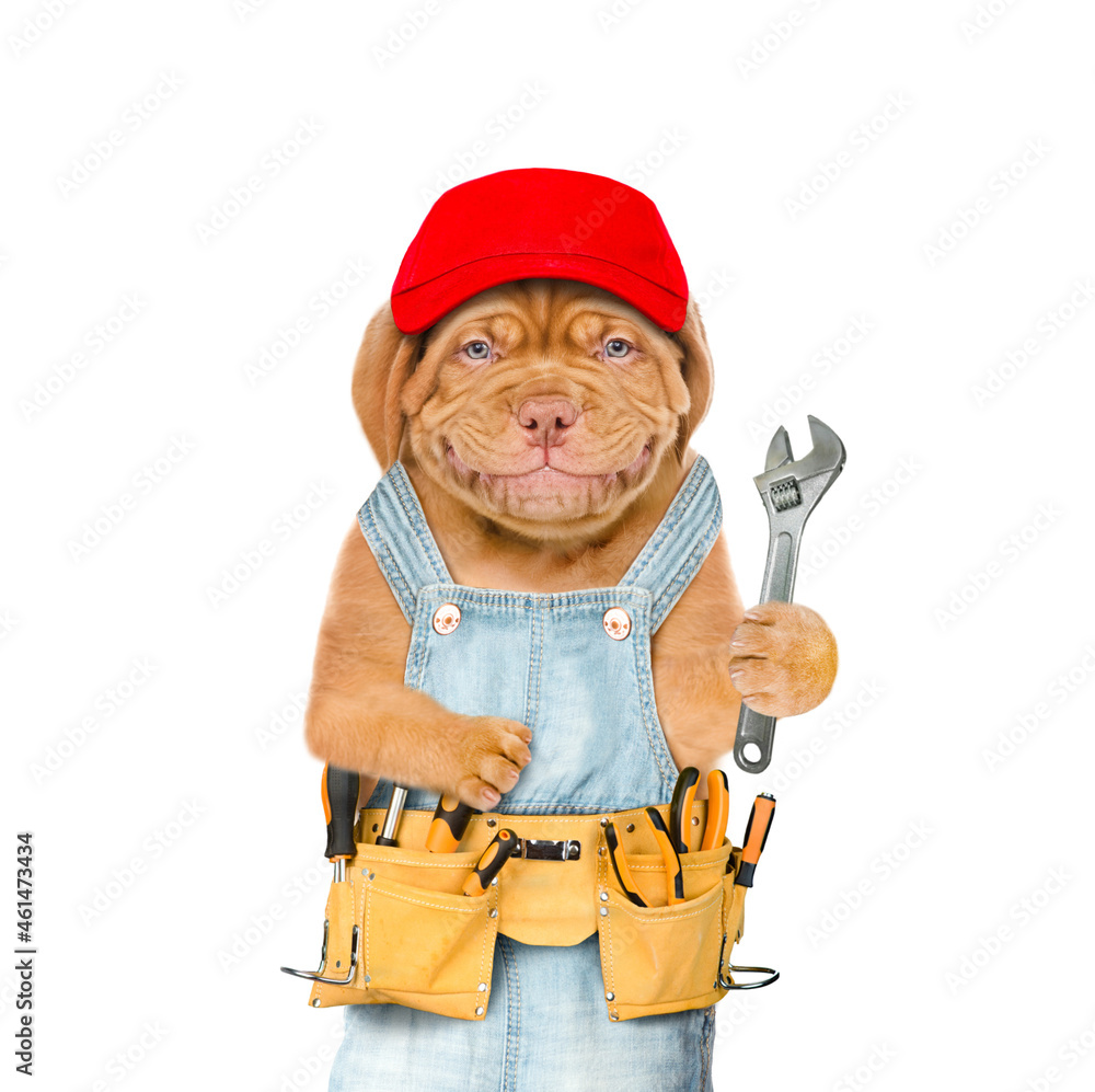 Poster Smiling puppy worker wearing red cap with tool belt and adjustable wrench. Isolated on white background