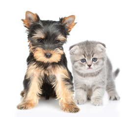 Yorkshire Terrier puppy and kitten sit together in front view and look at camera. Isolated on white background
