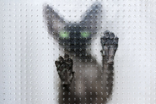 Katze kratzt an Glasscheibe