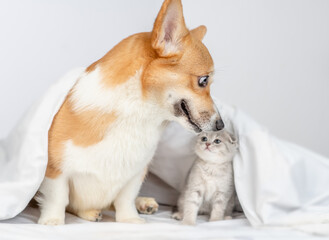 Playful Pembroke welsh corgi dog sniffs baby kitten under a warm blanket on a bed at home