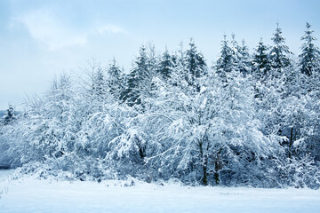 Winter landscape with white trees covered with snow .