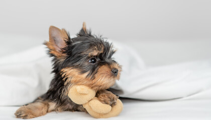 Playful Yorkshire terrier puppy lies under warm blanket on the bed and hugs toy bear
