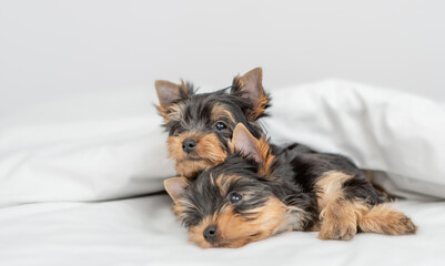 Two playful Yorkshire terrier puppies lying together under a white blanket on a bed at home
