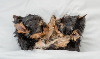 Yorkshire terrier puppies sleep together under a white blanket on a bed at home. Top down view
