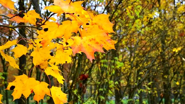 SLOW MOTION, CLOSE UP, DOF: Beautiful maple leaves rustle in the autumn breeze blowing through the picturesque park.