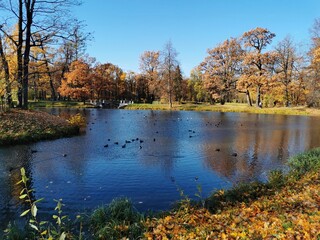 Alexander Park in Pushkin golden autumn yellow leaves blue sky