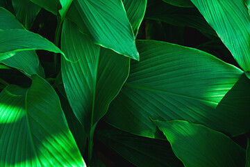closeup nature view of green leaves texture, dark wallpaper concept, nature background, tropical leaf