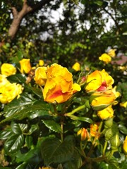 yellow roses in garden