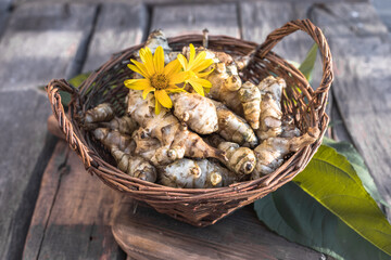 Raw jerusalem artichoke. Topinambur vegetable root on wooden table.