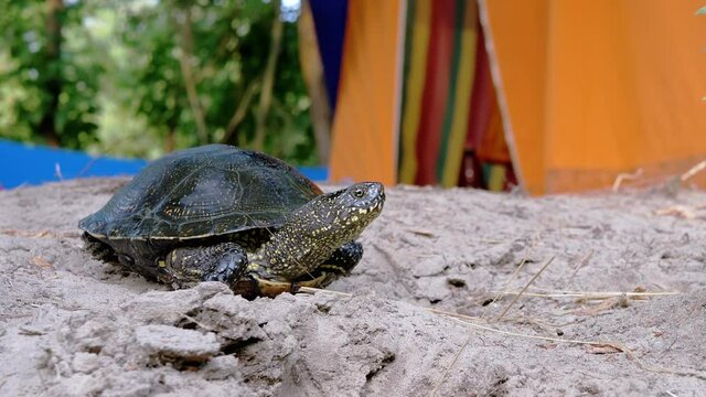 Curious European River Turtle Sits on Wet Dirty Sand near Tourist Tent. Large pond tortoise stuck head out of the shell and looks around. A reptile resting in nature on a summer day. Wildlife. Zoom.