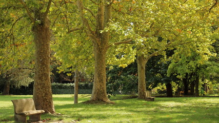 autunno al parco, alberi con foglie gialle