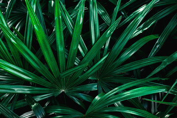 Full Frame of palm Leaves Pattern Background, Nature Lush Foliage Leaf  Texture , tropical leaf