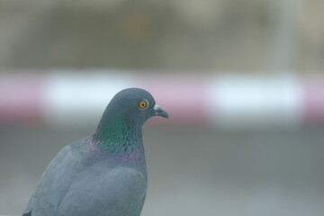 close up of a pigeon