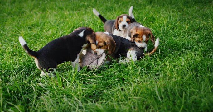 Several naughty puppies gnaw the owner's slippers on the lawn, fight for slippers, take away from each other