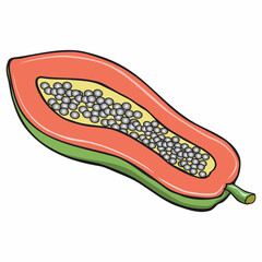 papaya fruit vector illustration